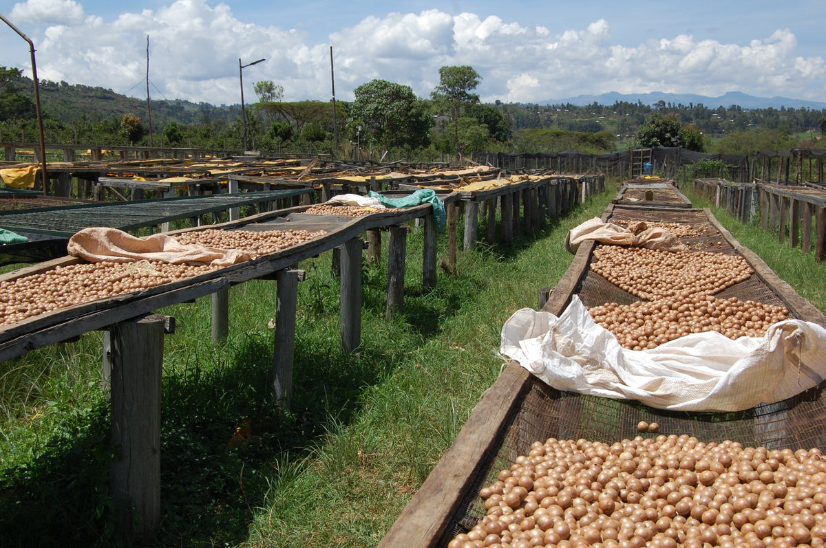 SAKAMI RANCHES